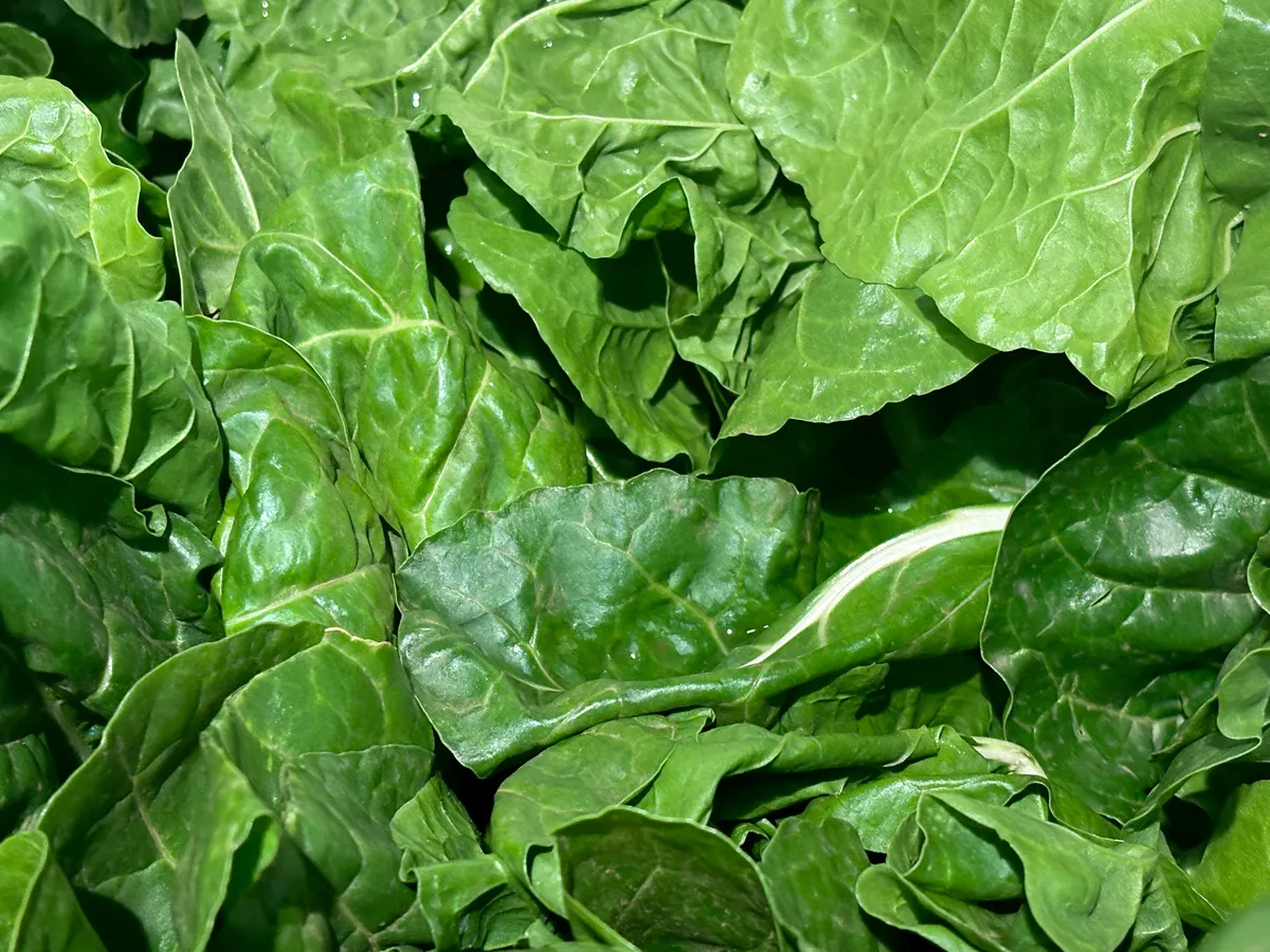 Chopped Spinach