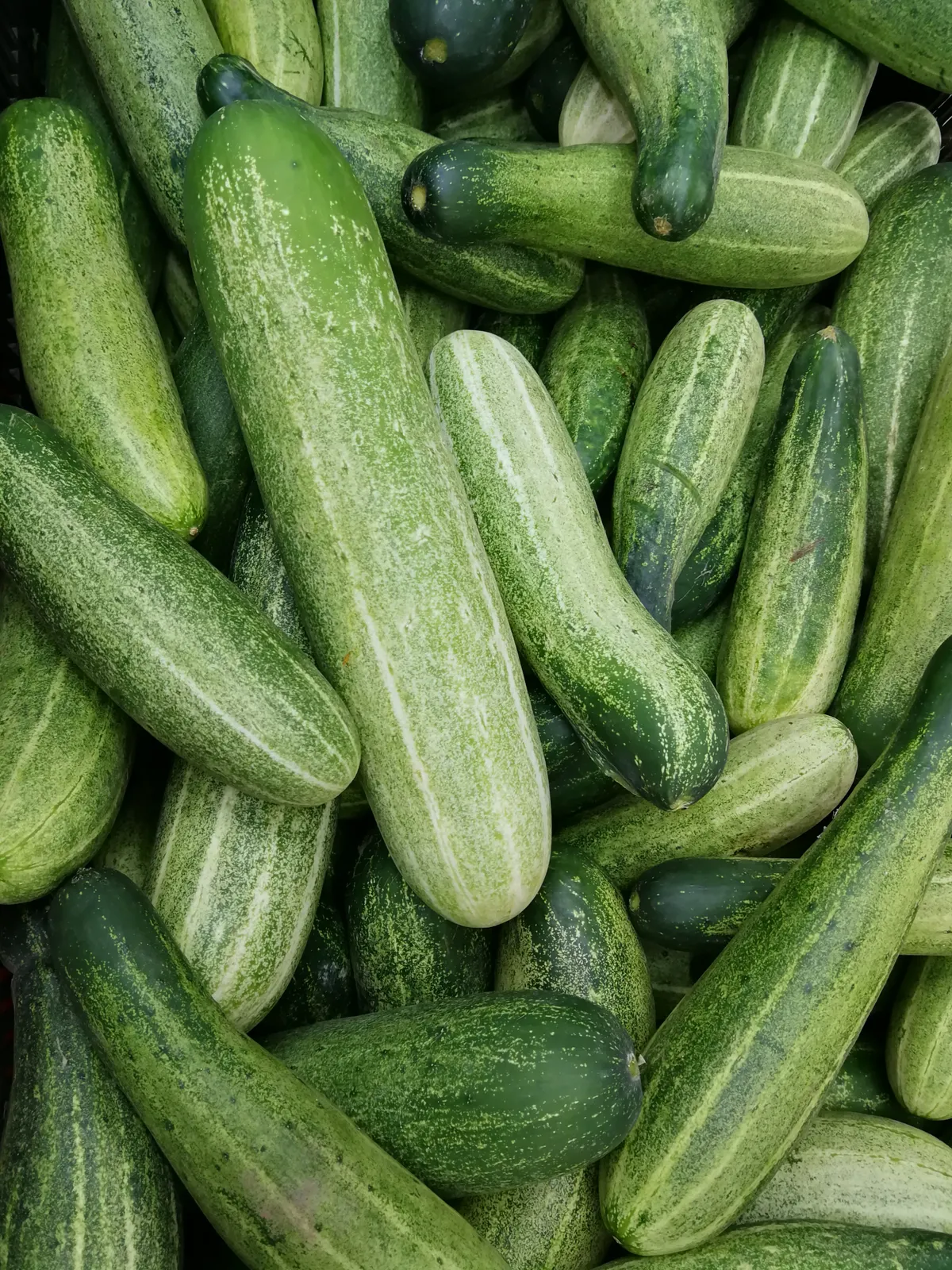 Persian Cucumbers