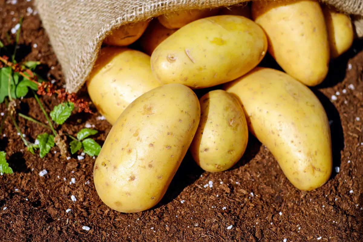 Russet Potatoes